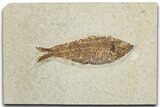 Detailed Fossil Fish (Knightia) - Wyoming #355619-1
